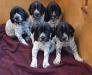 Ironmaster Kennel "Q" Litter - 5 males at 4 weeks old.  
