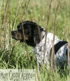 CHAMPION, TRIALER TATOO DU BOIS COURCOL, CACT, CACS RECOMMENDED STUD