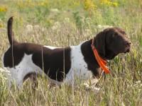 Norton's Odyssey Cruz