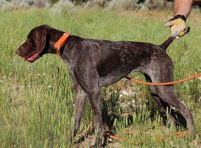 Sasha - Started Female GSP