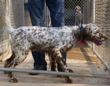 GDC Hank's Champ Bondhu