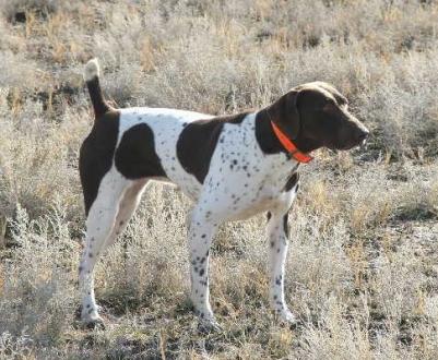 Cajun's Sliderock Minnie MH