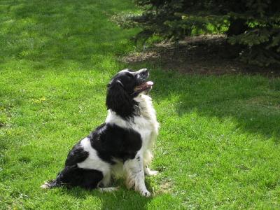 Brigand du Puits Lachaud  