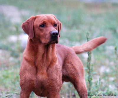 TUCKER/JAYCEE LITTER #1