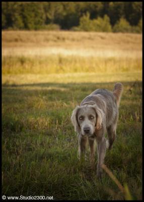 Kiara z Korunova dola (Czech Republic)