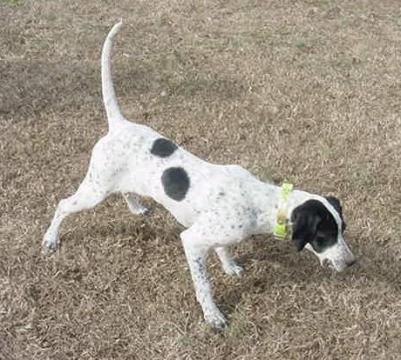 Twincedar Elhew Grace