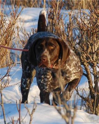 (Upland Shorthairs) NO-MARS VIGAR VOM HAUSS