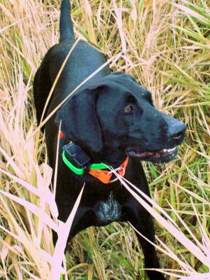 Intl'l CH CCk A-La-Round Leyna Von Cinder