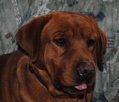 Ozzy's Crimson Cajun 