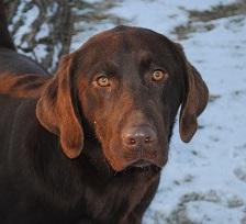 Dutch Acres BigDebut from Sunnyburke