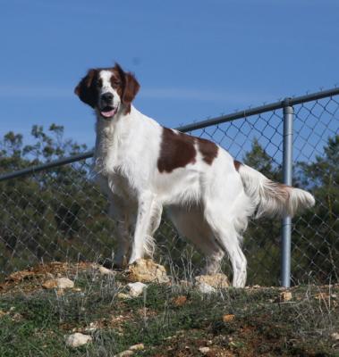 GCH CH RedBranch Radiant Sunset at NyaStar