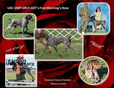 AKC/Int'l CH / UKC UWP GRCH KDT's First Morning's Rose