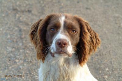 Waterybutts Ghillie of Ten Bar Ranch - deceased