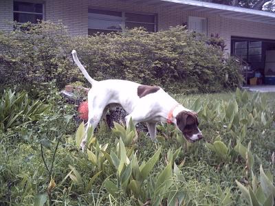 SOUTHERN SUNRISE SAM