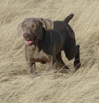 PM's Lazy Hearts Fancy That