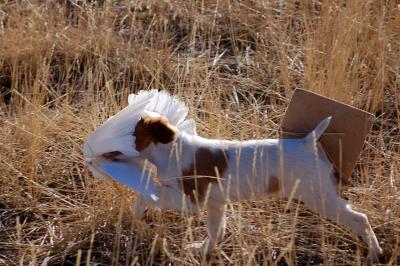 Annabella's Blazing Bandit