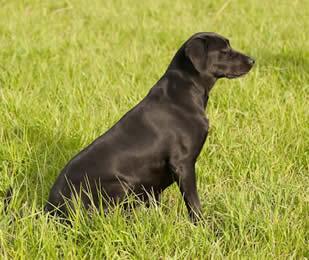 KCK COFFEE\'S LIL SUSIE