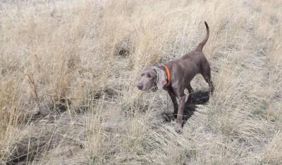 Alize von Falkenstone NAVHDA NA PIII