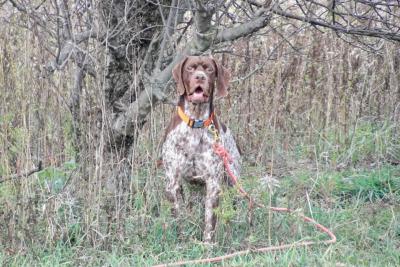 CASIUS DU CLOS DE LA MUYDE