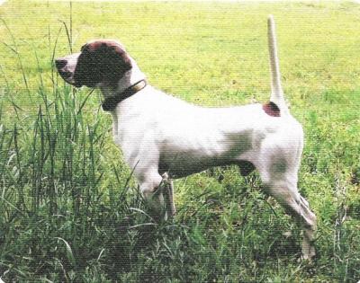 RAINEY'S SHOWTIME REX