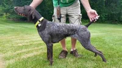 Krecklaus Princess Xena Von Greif