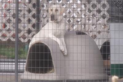 SHR HUTCH'S DOUBLE DEUCE EDITIONS - 