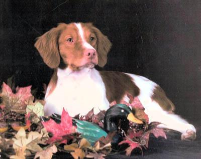 CH Dualan Marsport Supercharger 