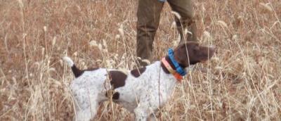 Quailquest Shameless Elvis