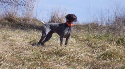 DC Zodiaks Eagle Ridge Sonic Boom