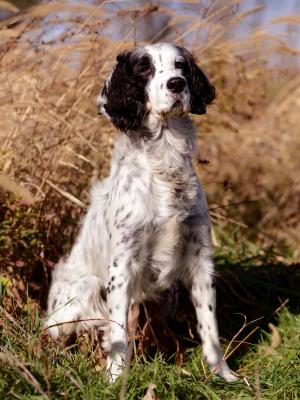 AFC Salmy's Powerhouse