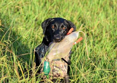 Bailiwicks Riversmeet Dandy Andy JH