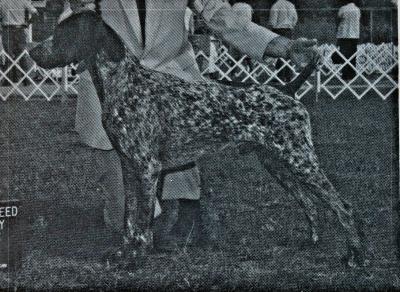 Stoney - CH Snowcreek's Stone Mountain