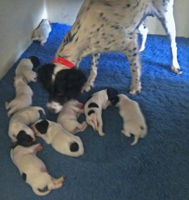 Roy BoyRunner x Berg Brothers Princess