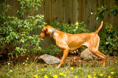 -Onpoint's Ferenc Jozsef-