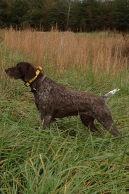 FC/AFC Rip-N-Razor's Sundance Kid SH