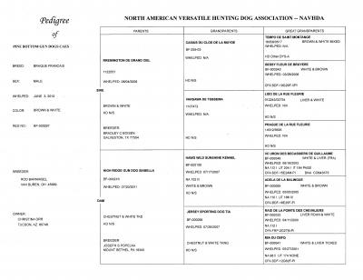 Pine Bottom Gun Dogs Caes