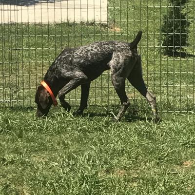 Kopper Tick Rex STUD