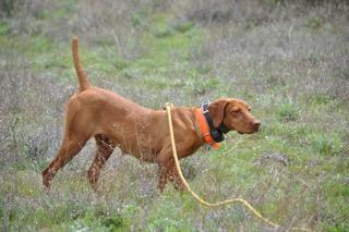 Mudbone Strawberry Roan