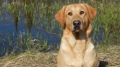 Birddog's Crow Rivers Hunter  AT STUD
