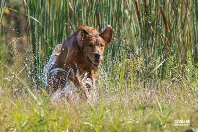 Topbrass One More Trip To Birdland MH **