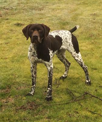 Chippewa Morgans Yolo