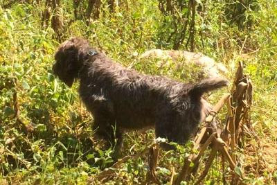 GCHPCH  Southern Flash's Cloud Runner BCAT ATT NA II