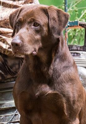 GRHRCH UH CPR MISSISSIPI MAYHEM MH QAA