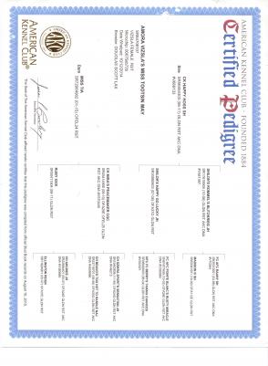 Amora Vizsla's Miss Tootsin May