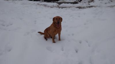 Hatsel's Money Talks Foxy Lady