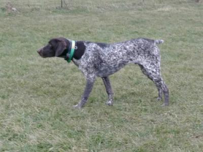 PATTONS DODGE DURANGO (stud)