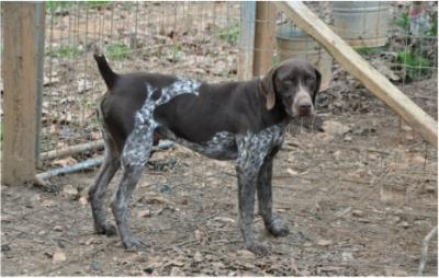 Hunt Em Up Joe aka Pete