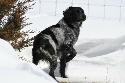 Lyonette Du Ten Bar Ranch - retired