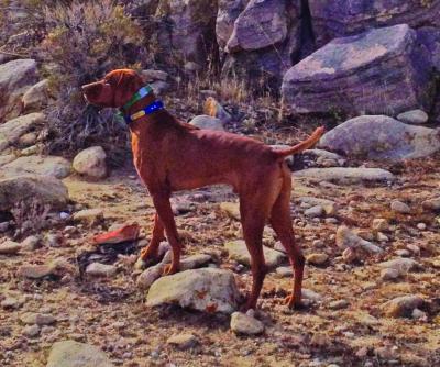 Willowynd's Just One Leuc MH