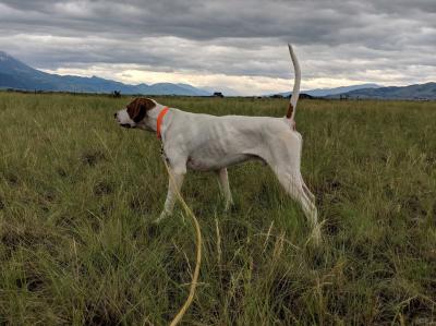 Ridge Runner Preacher